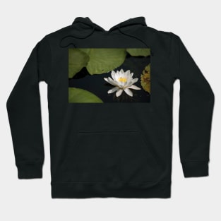 Beautiful white waterlily in the Danube Delta, Romania, on summer day Hoodie